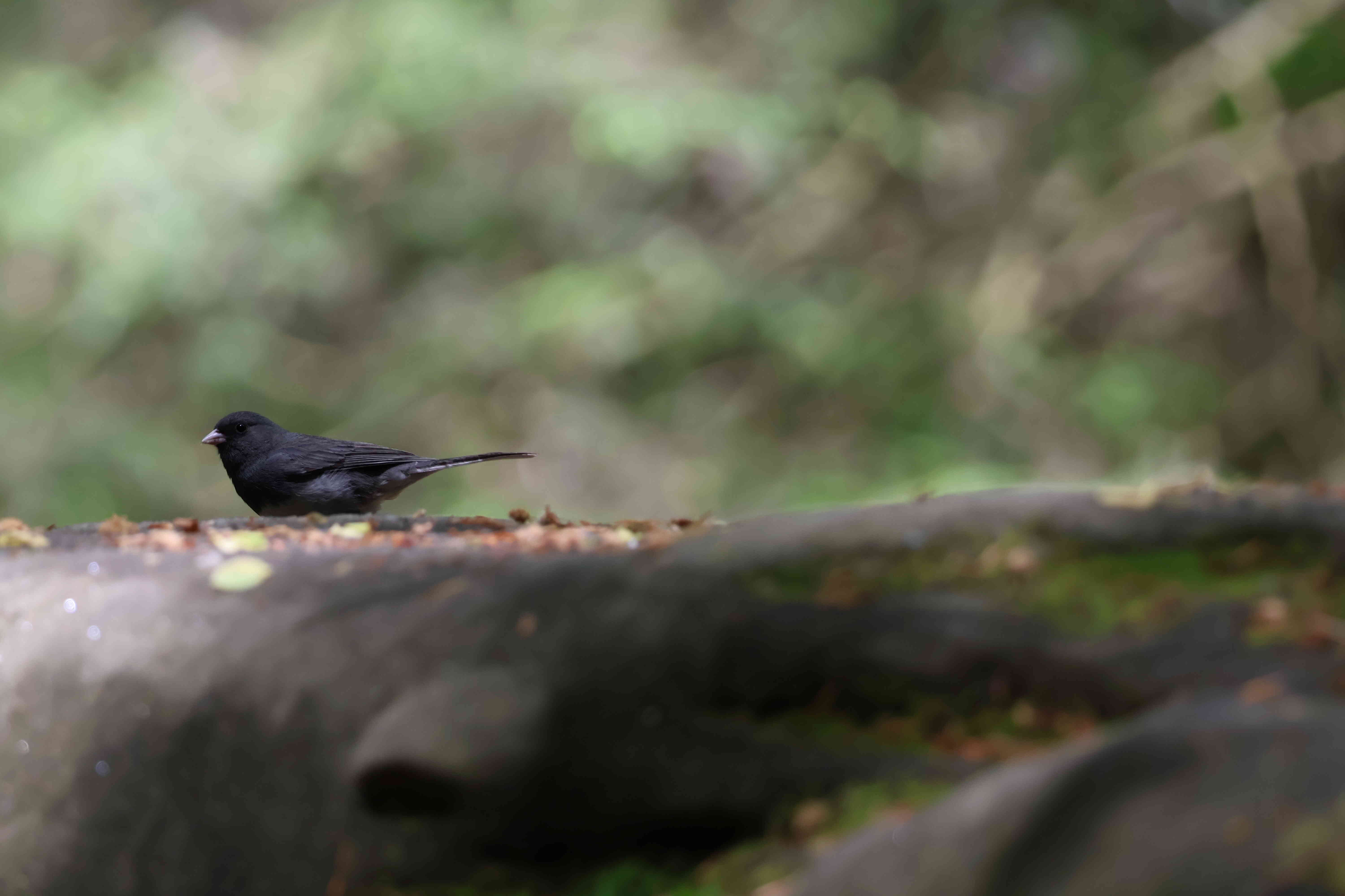 Dark Eyed Junco