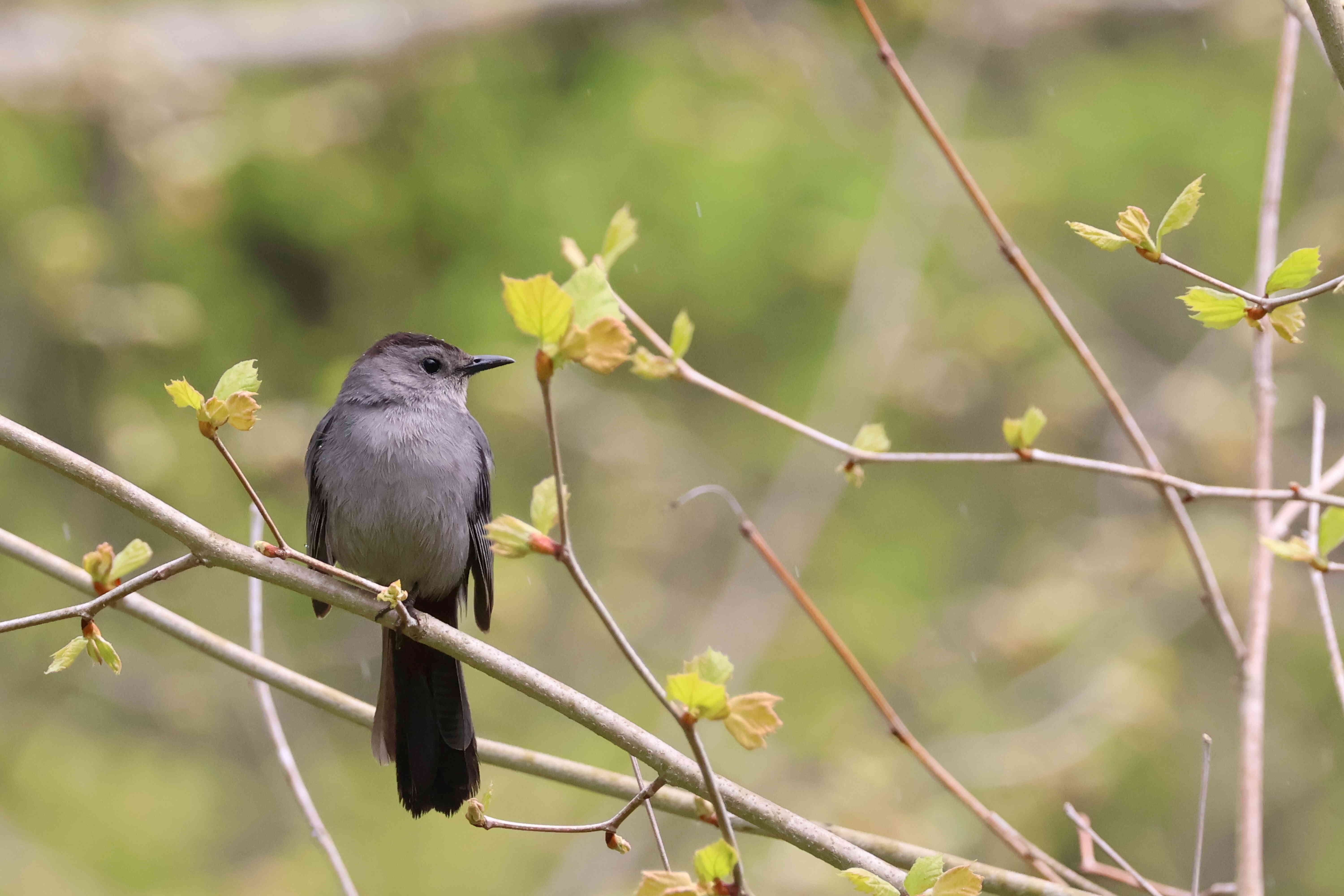 Gray Catbird