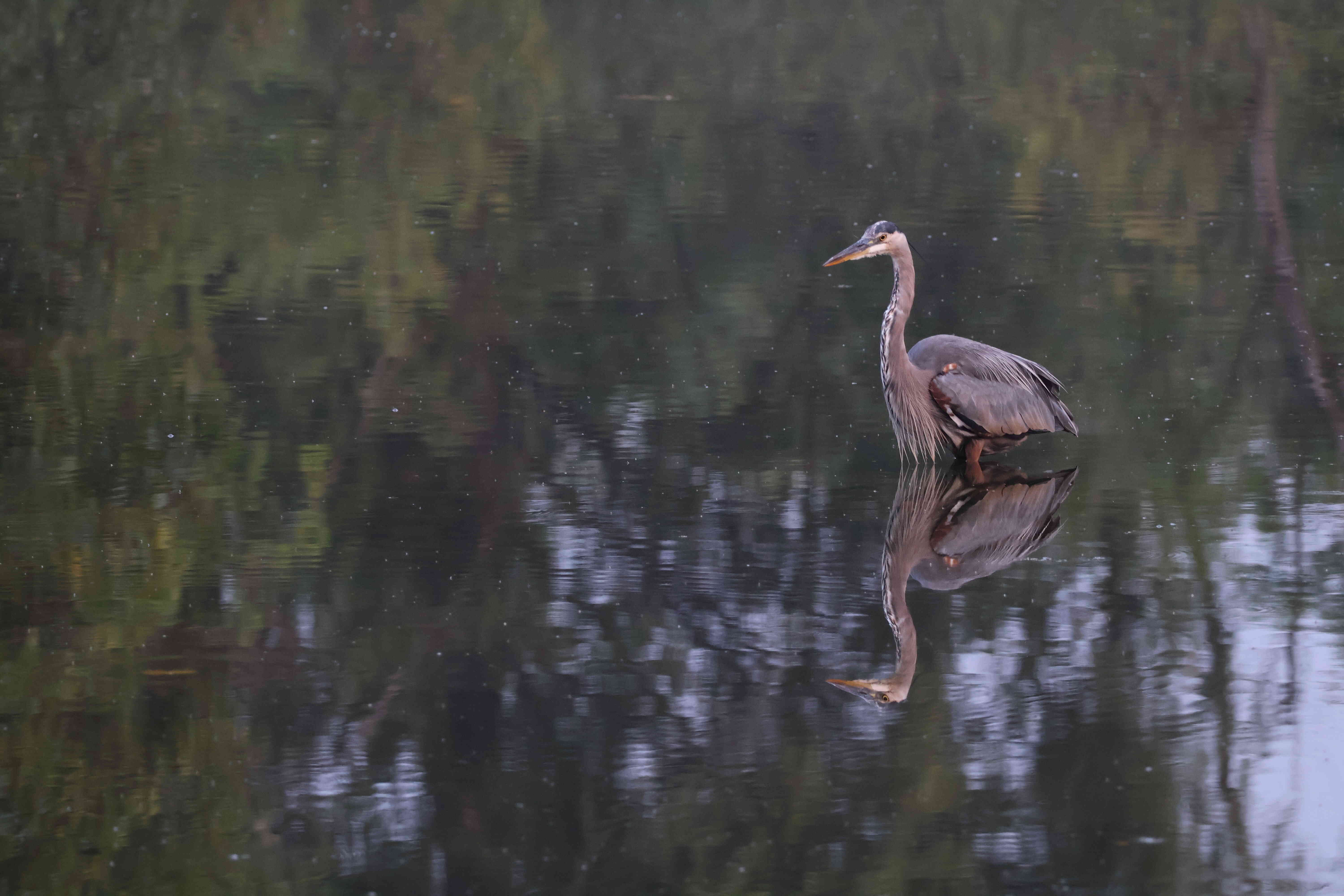 Great Blue Heron