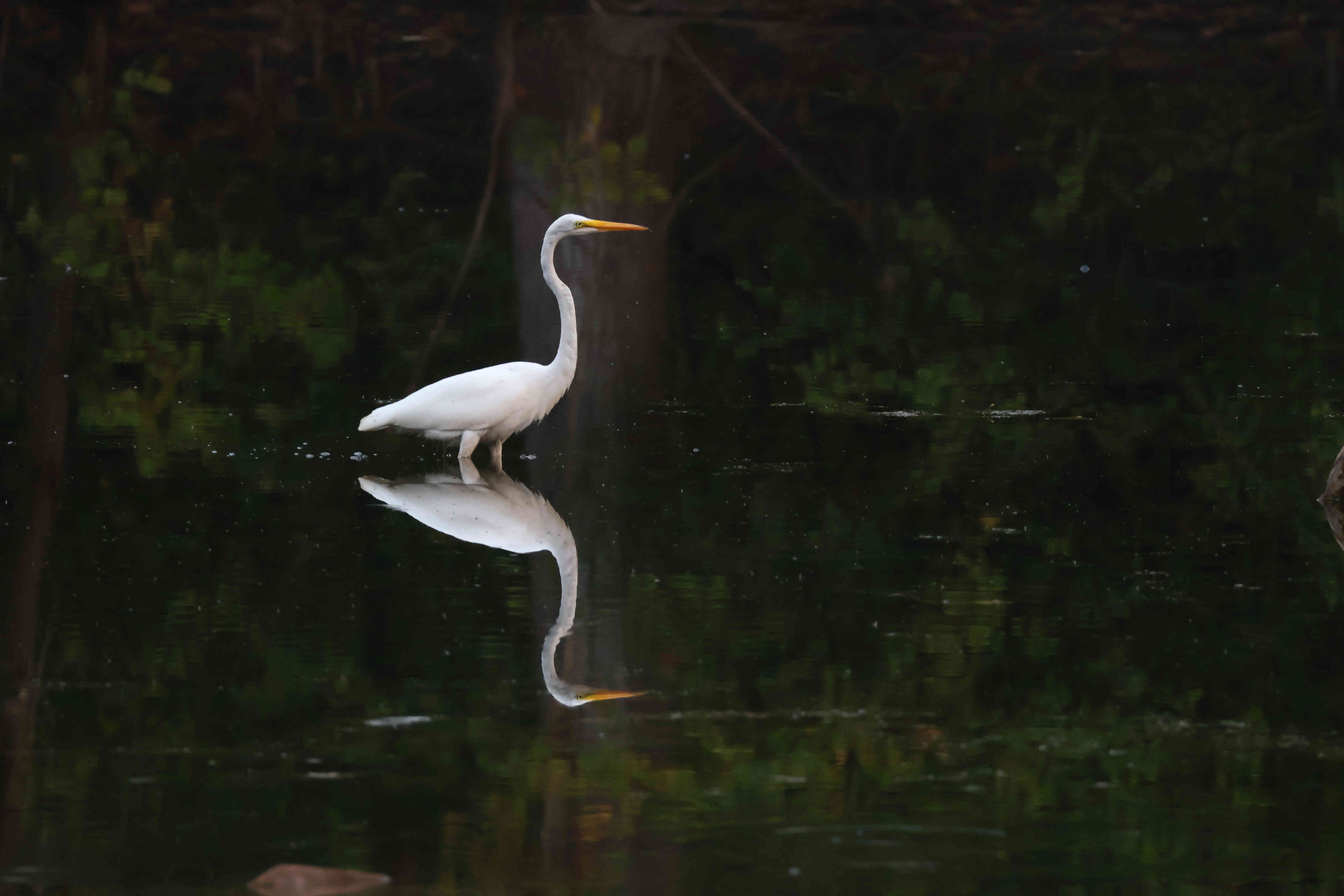 Great Egret