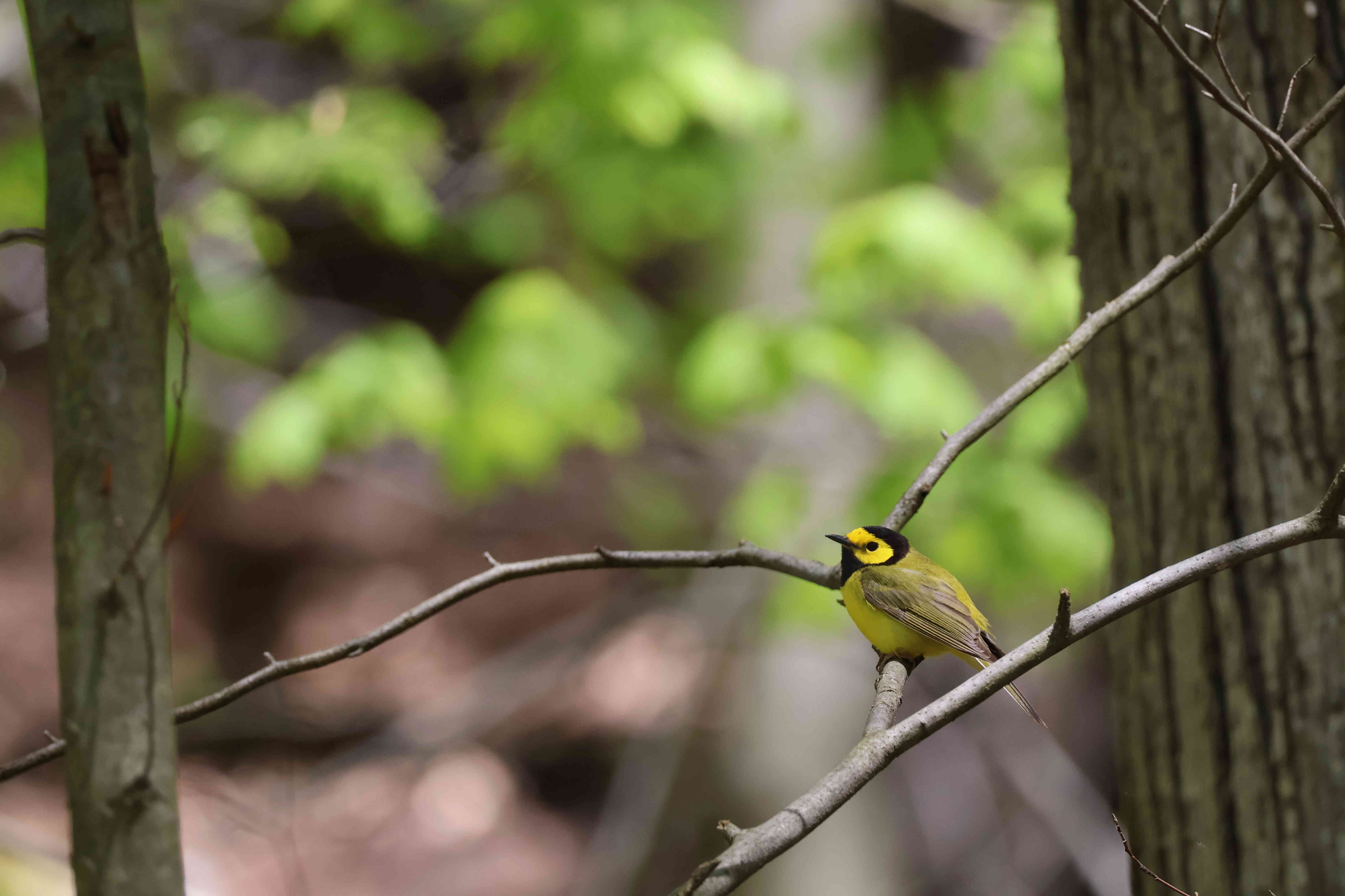Hooded Warbler