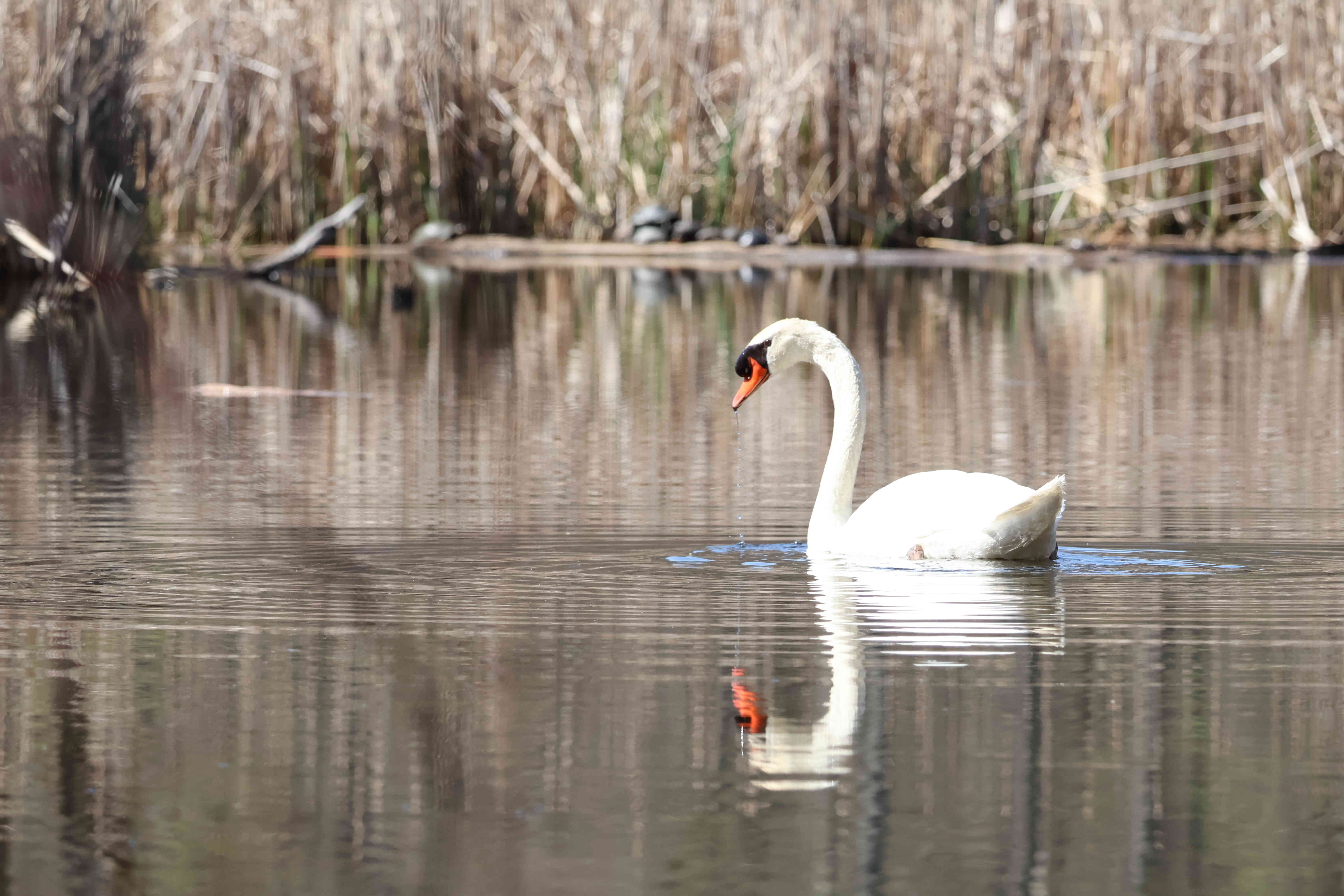 Mute Swan