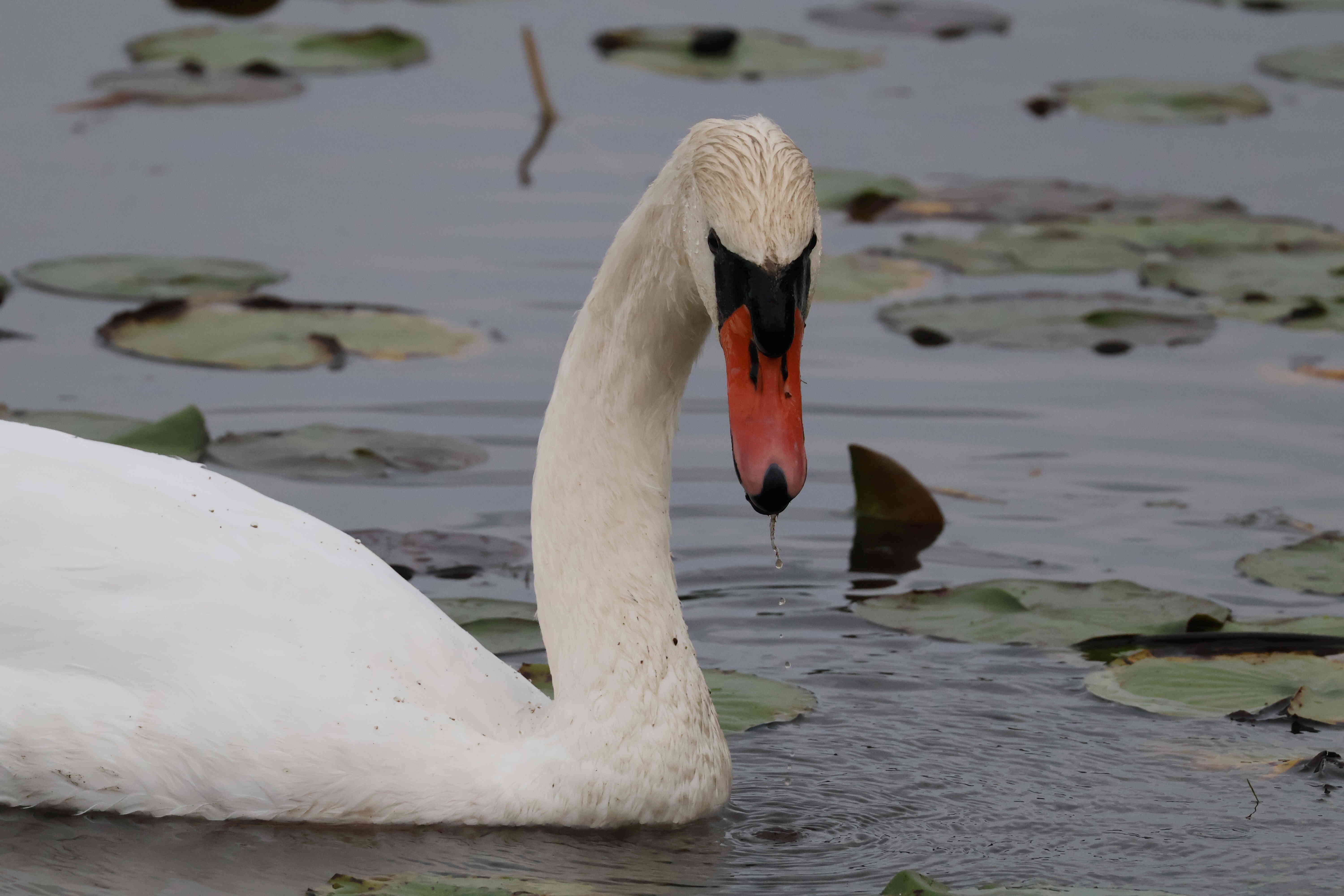 Mute Swan